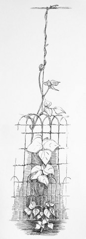 bean-plant-fence Drawing of a bean plant in my garden
