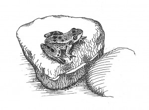 Drawing of Edward's frog