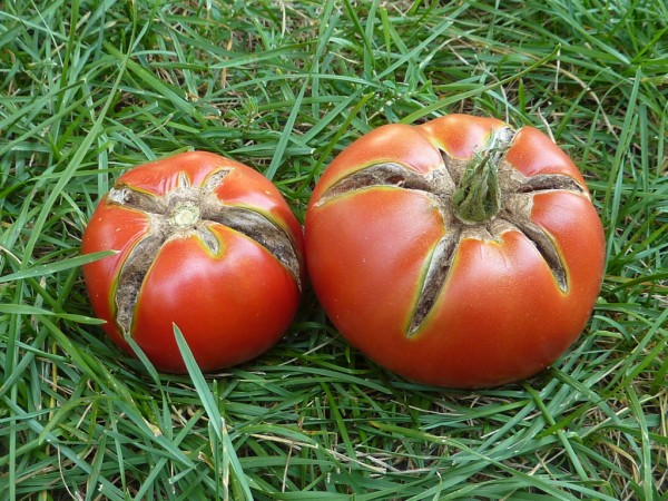 bad tomatoes