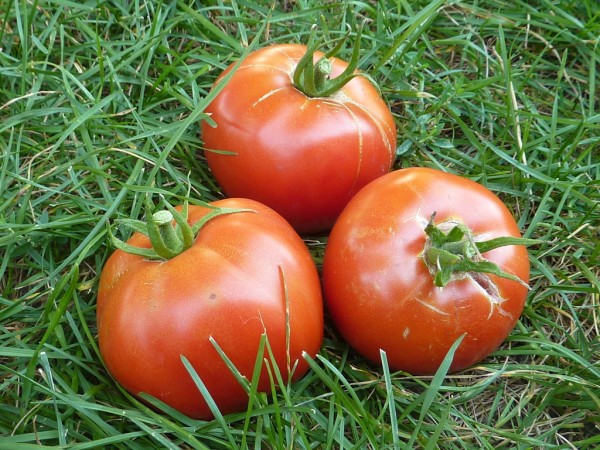 beautiful tomatoes