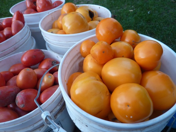 the bounty of tomatoes