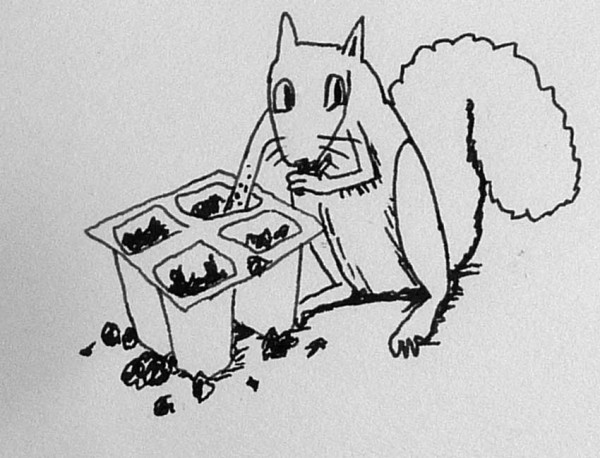 Squirrel stealing seeds