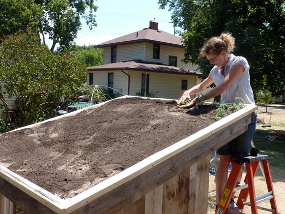 Nikole planting into the green roof