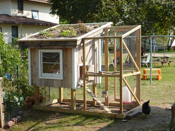 Back view of chicken coop showing green roof